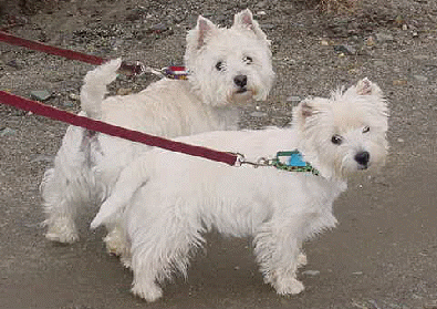 Schooner & Annie out for a walk